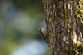 Brown Creeper feeding in a tree