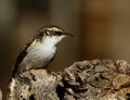 Brown Creeper Royalty Free Stock Photo