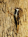 Brown Creeper Royalty Free Stock Photo