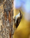 Brown Creeper Royalty Free Stock Photo