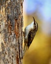 Brown Creeper Royalty Free Stock Photo