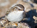 Brown Creeper Royalty Free Stock Photo