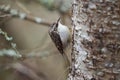Brown Creeper feeding in a tree Royalty Free Stock Photo