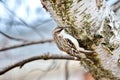 Brown Creeper perched on tree trunk Royalty Free Stock Photo
