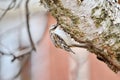 Brown Creeper perched on tree trunk Royalty Free Stock Photo