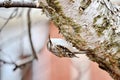 Brown Creeper perched on tree trunk Royalty Free Stock Photo