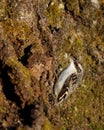 Brown Creeper on tree trunk Royalty Free Stock Photo