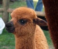 Brown Cria (Young Alpaca) Royalty Free Stock Photo