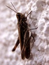 Brown cricket Royalty Free Stock Photo