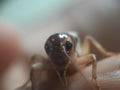 The brown cricket is beautiful and has two antennae on its head