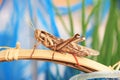 Brown cricket Royalty Free Stock Photo