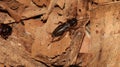 brown cricket on a dry leaf under the sunlight