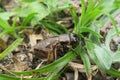 Brown cricket on the grass Royalty Free Stock Photo