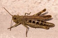 Brown cricket