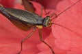 A brown cricket on red hibiscus flower Royalty Free Stock Photo