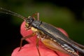 A brown cricket on a red hibiscus flower Royalty Free Stock Photo