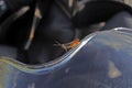 Brown cricket sits on helmet plexi