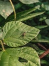 A brown crickets on green leaves