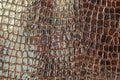 Brown crocodile texture