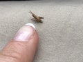 Little brown cub grasshopper on against a huge finger Royalty Free Stock Photo