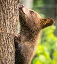 Brown cub tries to climb large tree Royalty Free Stock Photo