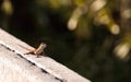 Brown Cuban anole Anolis sagrei perches on a fence Royalty Free Stock Photo