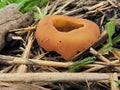 Brown cup fungus (Pezizaceae) on the barley field.