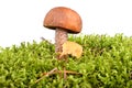 Brown cup mushroom Royalty Free Stock Photo