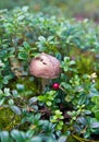Brown cup mushroom and cranberrie in forest Royalty Free Stock Photo