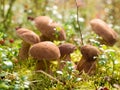Brown cup mushrooms Royalty Free Stock Photo