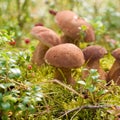 Brown cup mushrooms Royalty Free Stock Photo