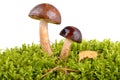 Brown cup mushrooms Royalty Free Stock Photo
