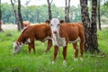 Brown curious calf