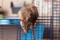 Brown curious domestic rat