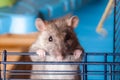 Brown curious domestic rat closeup