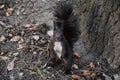 Brown curious squirrel