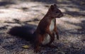 a brown curious squirrel sits on the ground in the park