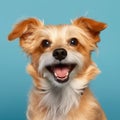 Cheerful Dog Breed With Lively Expression On Solid Color Background