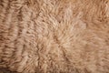Brown curled sheep fur texture as background Royalty Free Stock Photo