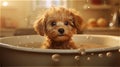 brown curly puppy bathing in basin with flying soap bubbles.