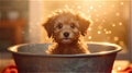 brown curly puppy bathing in basin with flying soap bubbles.