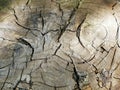 Brown cut of a tree, old with cracks