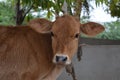 Brown cute baby cow in farm Royalty Free Stock Photo