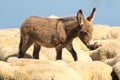 Brown baby donkey and a flock of sheep