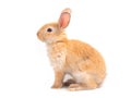 Brown cute baby rabbit isolated on white background. Royalty Free Stock Photo