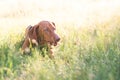 Brown cute dog lays in a park on the grass on a summer day and looks to the side. Magyar vizsla