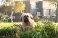 Brown cute dog during morning with plants