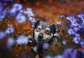 brown cute dog sitting and peeking out from behind a Bush of lilac flowers in a Sunny garden and quite closing his