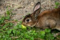 A brown cute dwarf rabbit eating a small apple Royalty Free Stock Photo