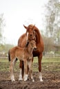 Brown cute foal portrait with his mother